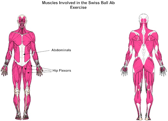 Muscle Involved in the Swiss Ball Ab Exercise